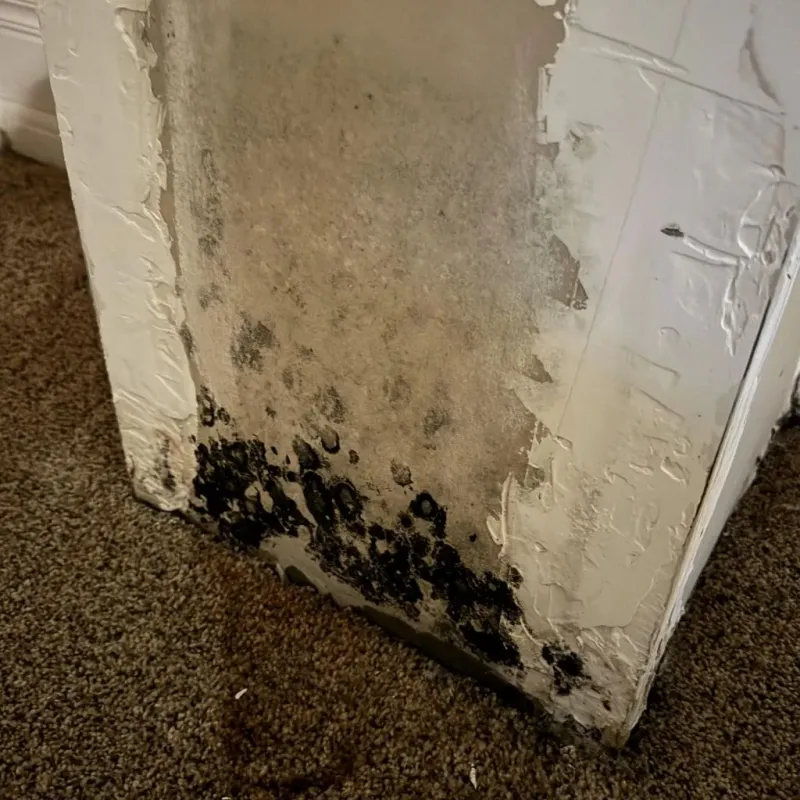 Professional Mold Removal in Jacksonville, AR